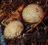 Scleroderma areolatum image