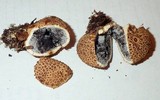 Scleroderma areolatum image