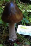 Amanita constricta image