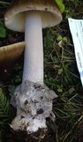 Amanita constricta image