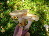 Lactarius pubescens image