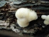 Postia ptychogaster image
