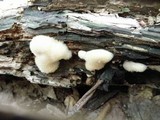 Postia ptychogaster image
