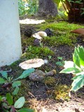 Lactarius pubescens image
