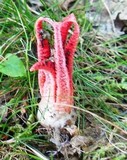 Clathrus archeri image