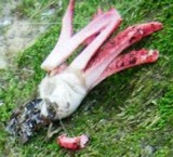 Clathrus archeri image