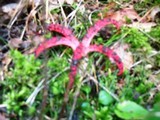 Clathrus archeri image