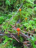 Mycena strobilinoidea image