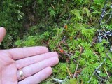 Mycena strobilinoidea image