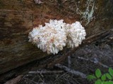 Hericium abietis image