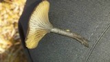 Arrhenia epichysium image