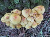Pholiota alnicola image
