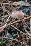 Marasmius pulcherripes image