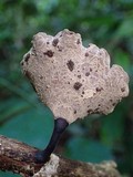 Polyporus leprieurii image