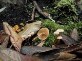 Tubaria conspersa image