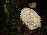 Sparassis brevipes image