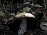 Amanita gioiosa image