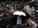 Amanita gioiosa image
