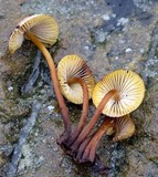 Mycena atkinsoniana image