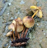 Mycena atkinsoniana image