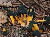 Leotia viscosa image