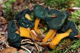 Leotia viscosa image