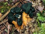 Leotia viscosa image