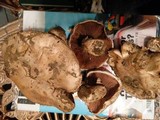 Agaricus bitorquis image