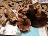 Agaricus bitorquis image