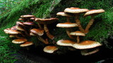 Pholiota squarrosoides image