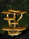 Pholiota squarrosoides image