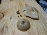 Lentinus tigrinus image