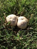 Leucoagaricus barssii image