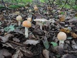 Amanita muscaria f. guessowii image