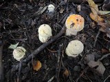 Amanita muscaria f. guessowii image
