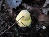 Amanita muscaria f. guessowii image