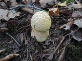 Amanita muscaria f. guessowii image