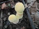 Amanita muscaria f. guessowii image