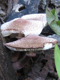 Leucoagaricus americanus image