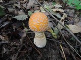 Amanita muscaria f. guessowii image