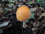 Amanita muscaria f. guessowii image