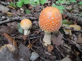Amanita muscaria f. guessowii image