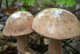 Tylopilus violatinctus image