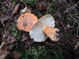 Tricholoma aurantium image