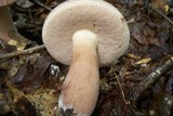 Tylopilus violatinctus image