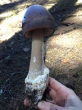 Amanita pachycolea image