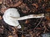 Amanita sect. Vaginatae image