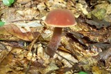 Austroboletus gracilis image