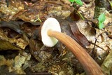 Austroboletus gracilis image