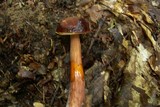 Austroboletus gracilis image